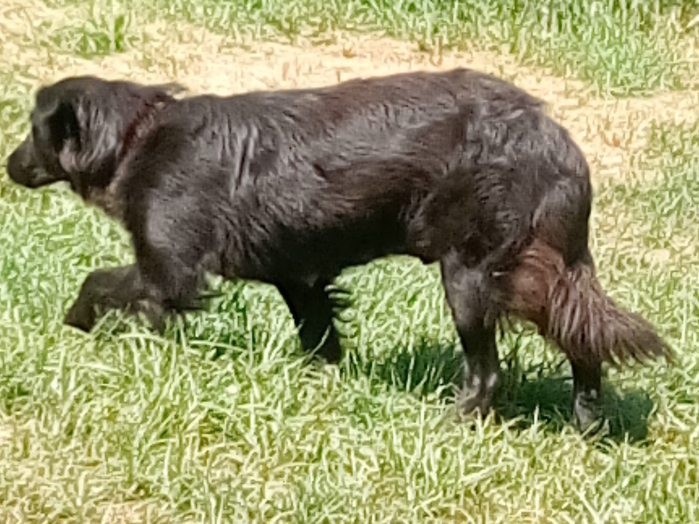 Vuoi adottare un cane a Crotone?