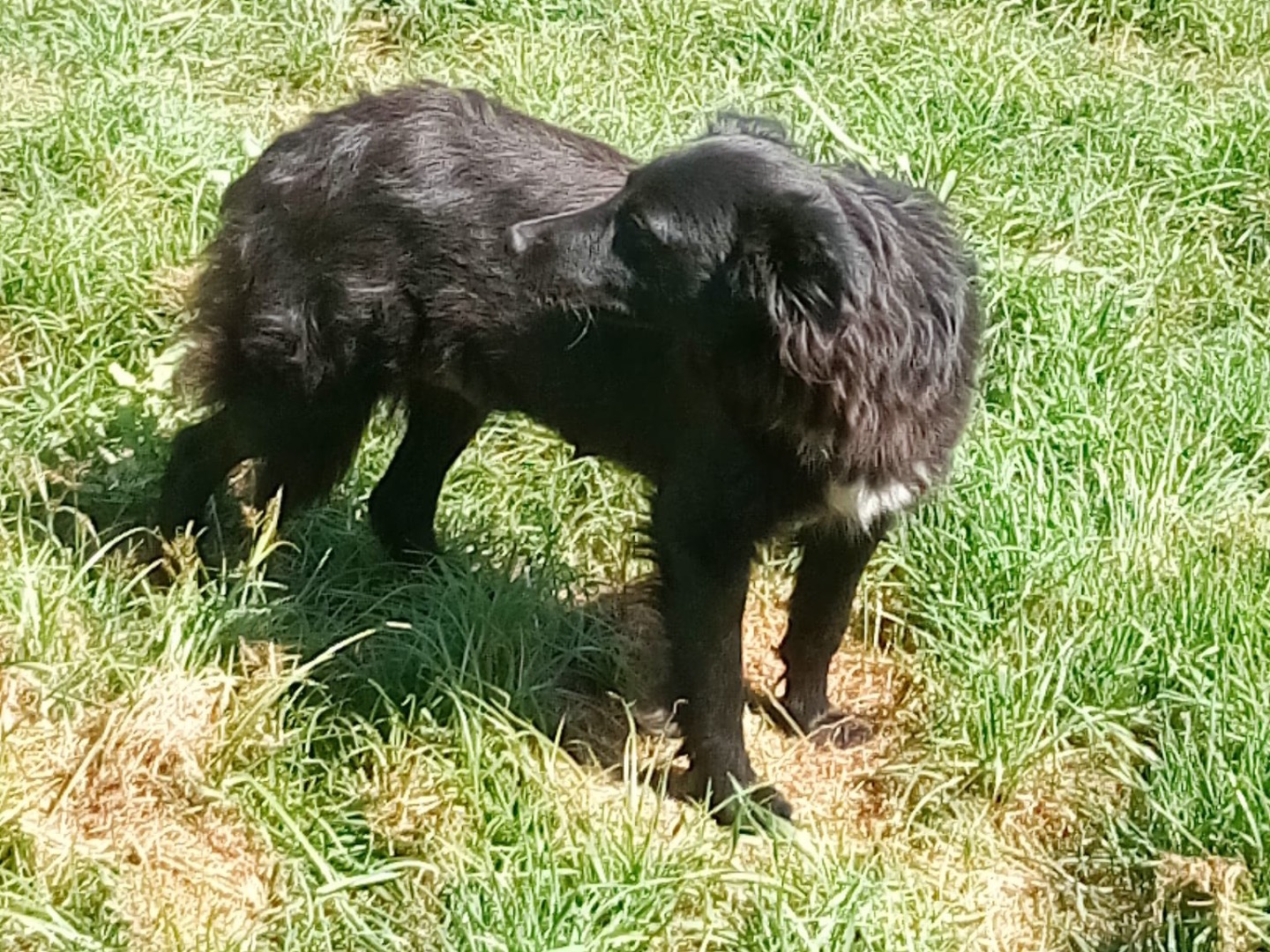 Adotta il cane MINA a Crotone