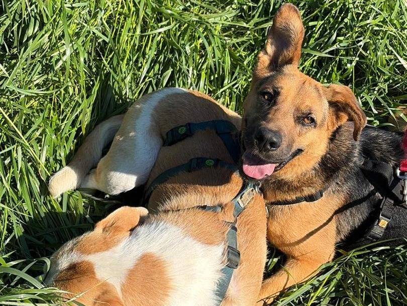 Adozione cane, femmina, Razza sconosciuta Razza sconosciuta, 3 anni e 4 mesi, taglia media, Torino