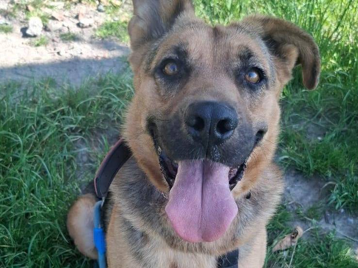 Adotta un cane, femmina, 3 anni e 4 mesi, Torino