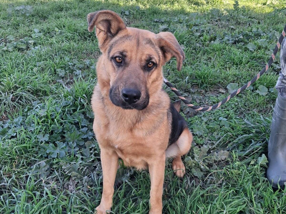 Adotta un cane, taglia media, femmina, Torino
