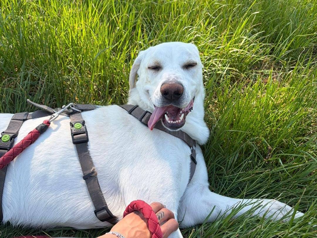 Adozione cane, maschio, Razza sconosciuta Razza sconosciuta, 1 anno e 4 mesi, taglia grande, Torino