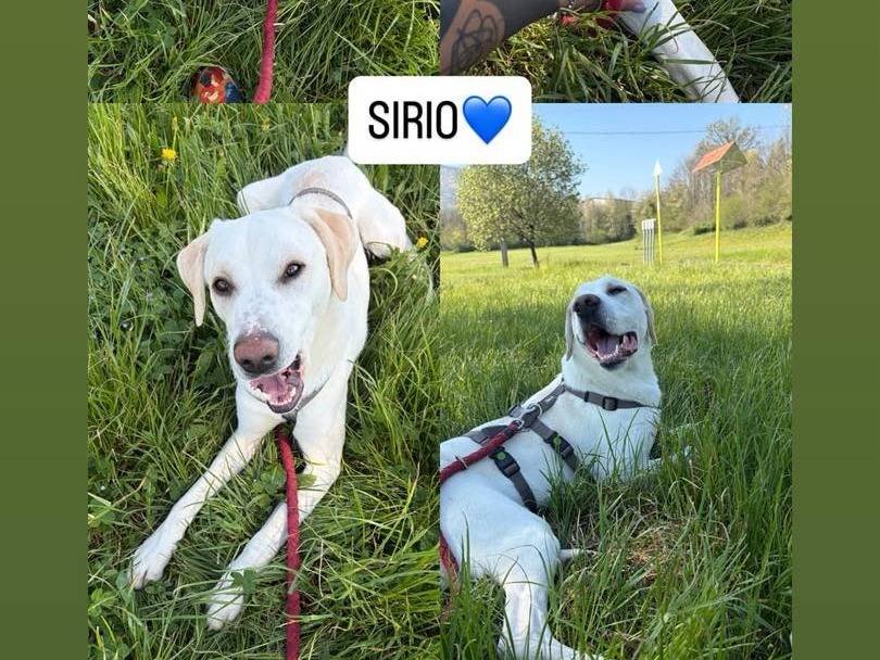 Adotta un cane, maschio, 1 anno e 4 mesi, Torino