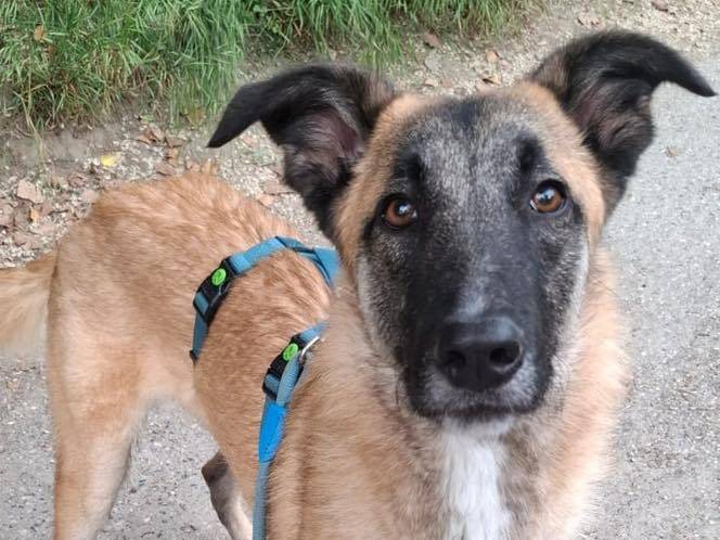 Adozione cane, maschio, Razza sconosciuta Razza sconosciuta, 8 mesi, taglia media, Torino