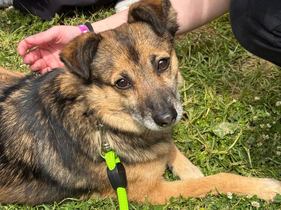 Adozione cane, maschio, Razza sconosciuta Razza sconosciuta, 6 anni e 4 mesi, taglia media contenuta, Pisa