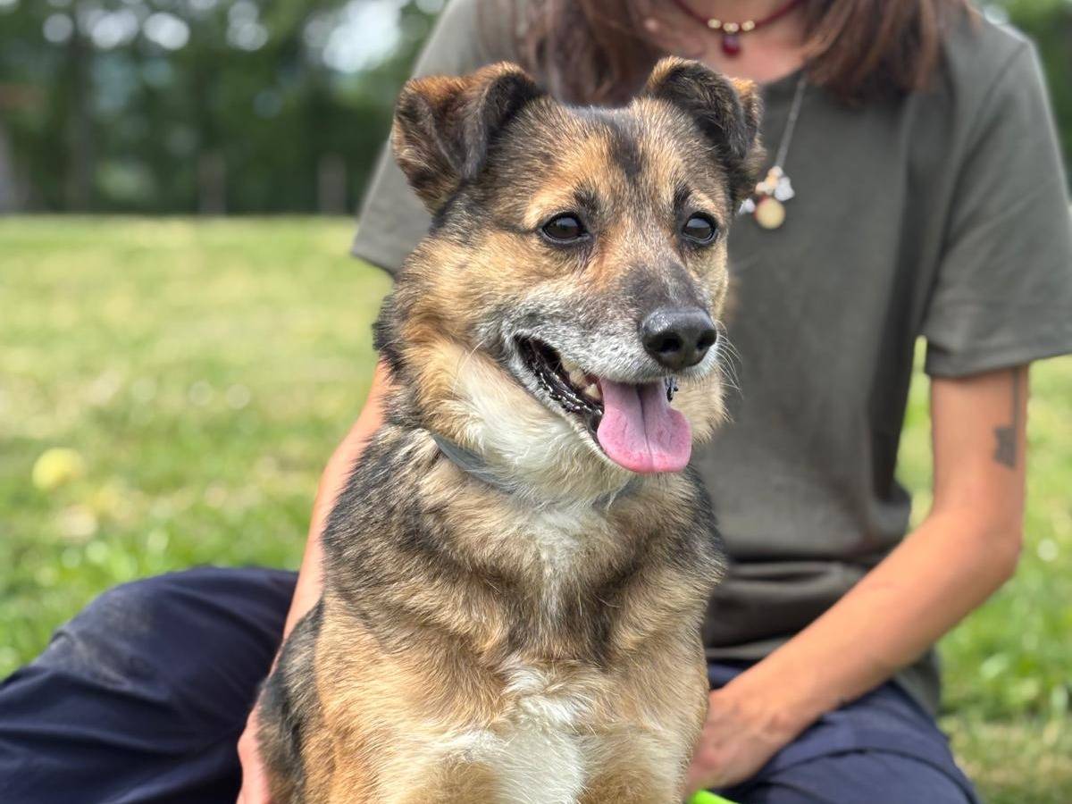 Adotta un cane, maschio, 6 anni e 4 mesi, Pisa