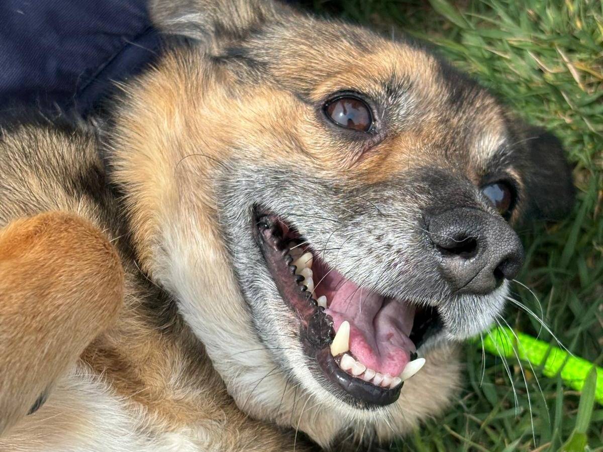 Adotta un cane, taglia media contenuta, maschio, Pisa