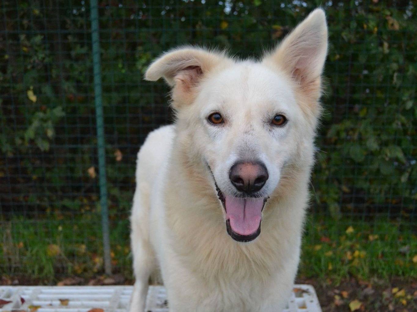 Vuoi adottare un cane a Pavia?