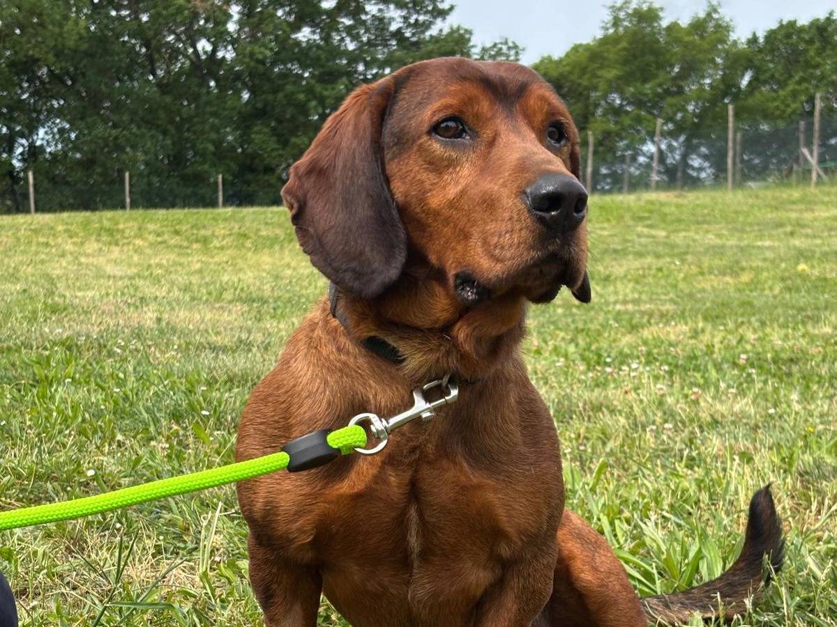 Adotta un cane, taglia media, maschio, Pisa