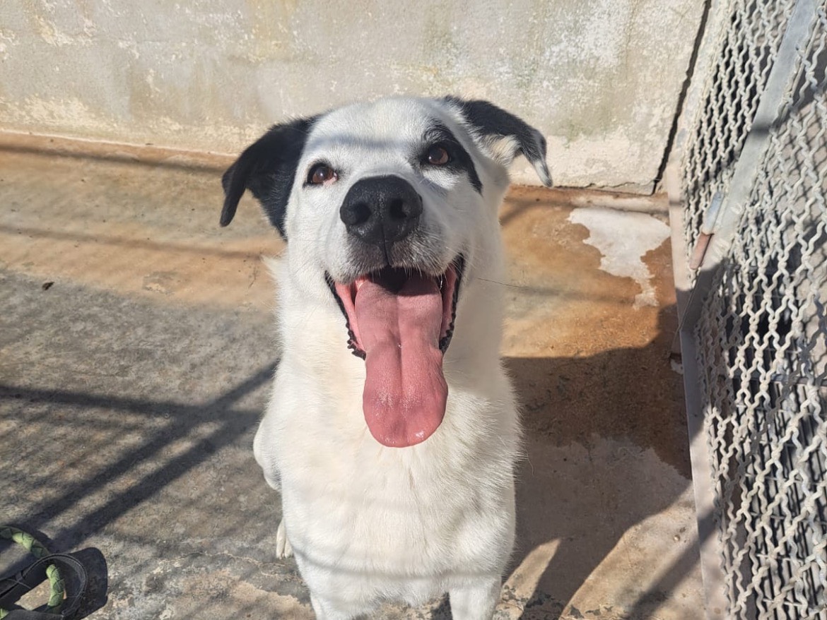 Adozione cane, maschio, Razza sconosciuta Razza sconosciuta, 6 anni e 10 mesi, taglia media, Caserta