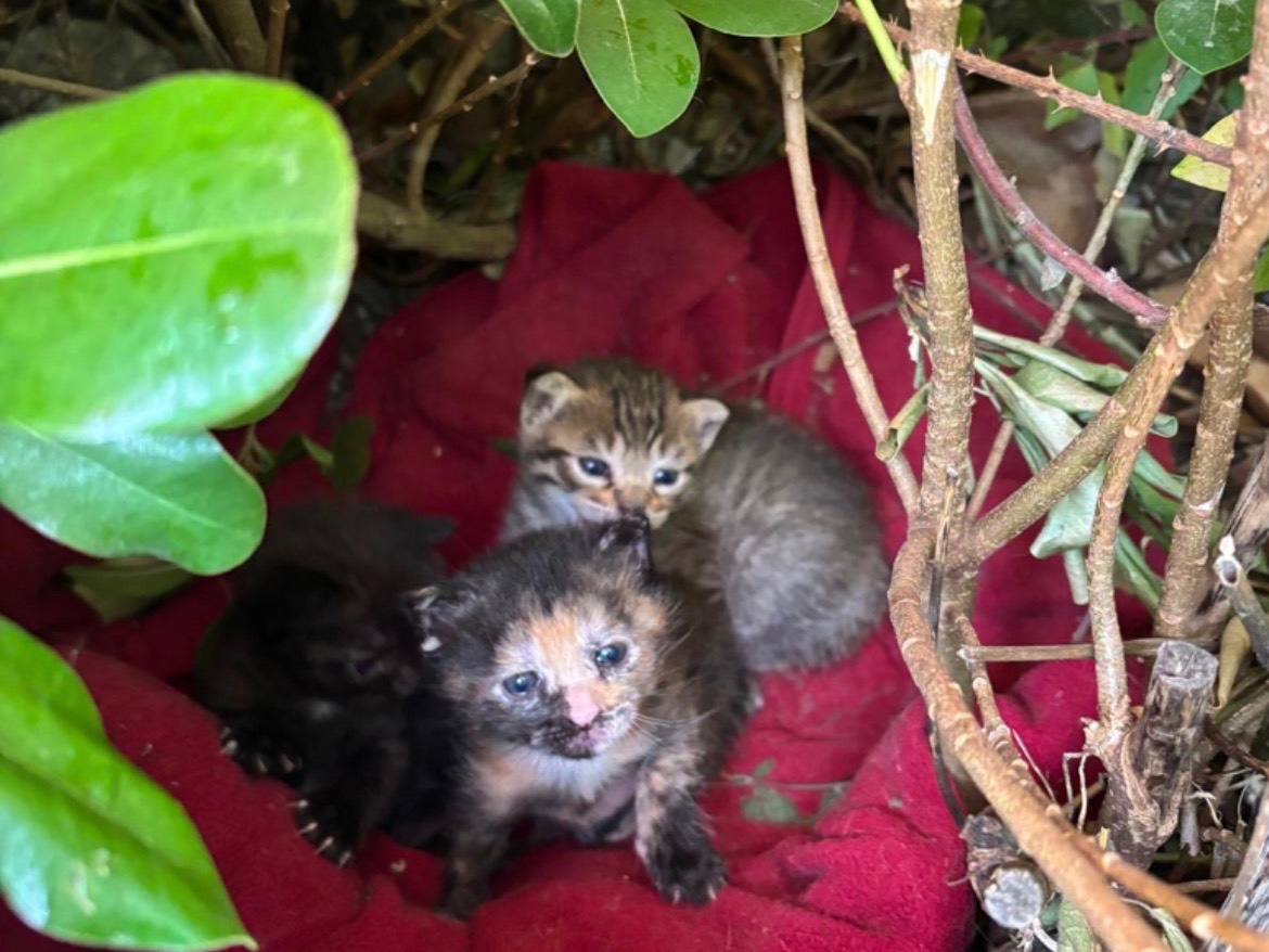 Adozione gatto, femmina, Razza sconosciuta Razza sconosciuta, 2 mesi, taglia non valida, Napoli