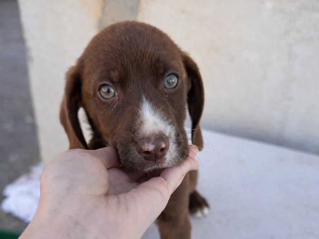 Adozione cane, maschio, Razza sconosciuta Razza sconosciuta, 2 mesi, taglia media, Trapani