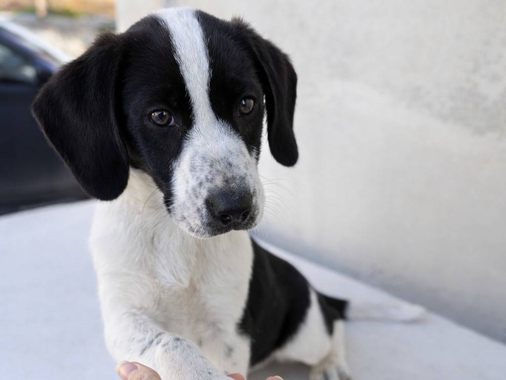 Adozione cane, maschio, Razza sconosciuta Razza sconosciuta, 2 mesi, taglia media, Trapani