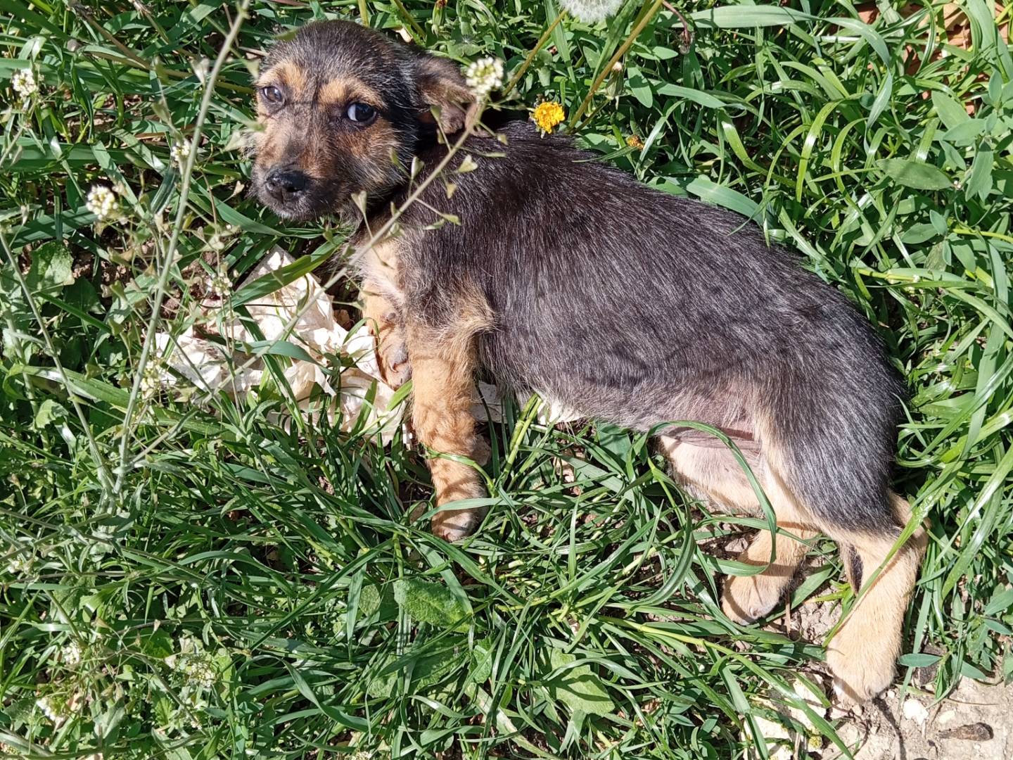 Adozione cane, femmina, Razza sconosciuta Razza sconosciuta, 3 mesi, taglia piccola, Frosinone
