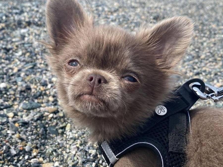 Adozione cane, maschio, Chihuahua Razza sconosciuta, 4 anni e 2 mesi, taglia piccola, Milano