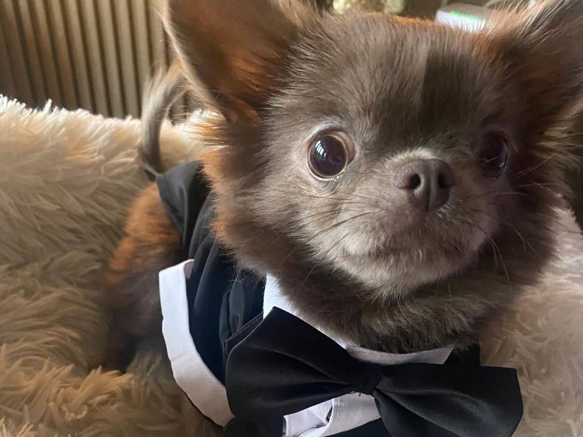 Adotta un cane, maschio, 4 anni e 2 mesi, Milano