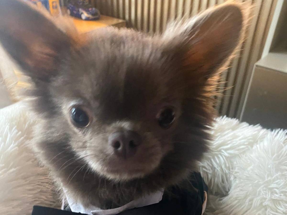 Adotta un cane, taglia piccola, maschio, Milano