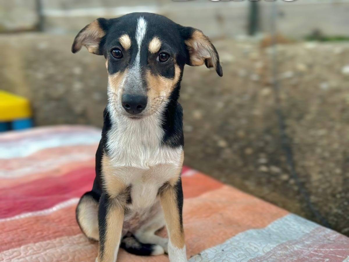 Adozione cane, femmina, Razza sconosciuta Razza sconosciuta, 4 mesi, taglia media contenuta, Como
