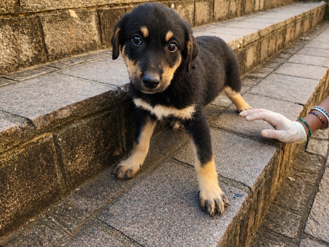 Adotta un cane, femmina, 3 mesi, Cosenza