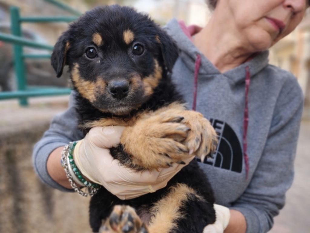 Adozione cane, femmina, Razza sconosciuta Razza sconosciuta, 3 mesi, taglia media, Cosenza