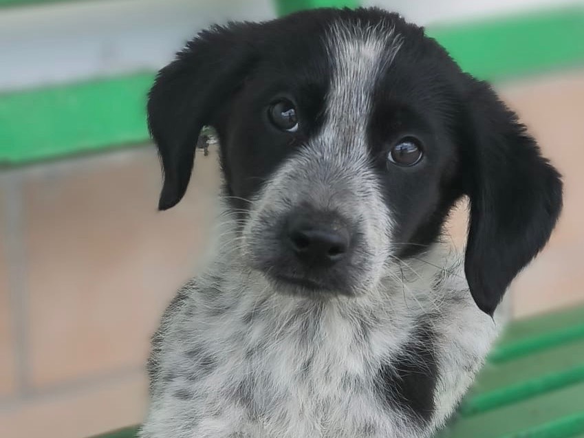 Adotta un cane, taglia media contenuta, maschio, Cosenza