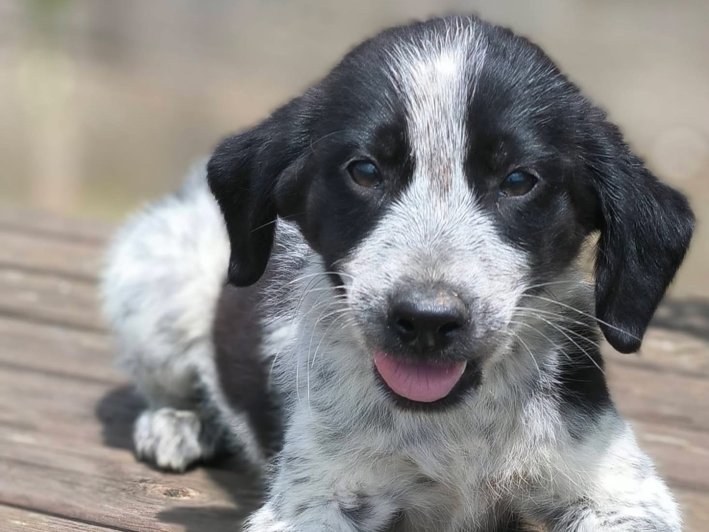 Adotta un cane, maschio, 3 mesi, Cosenza