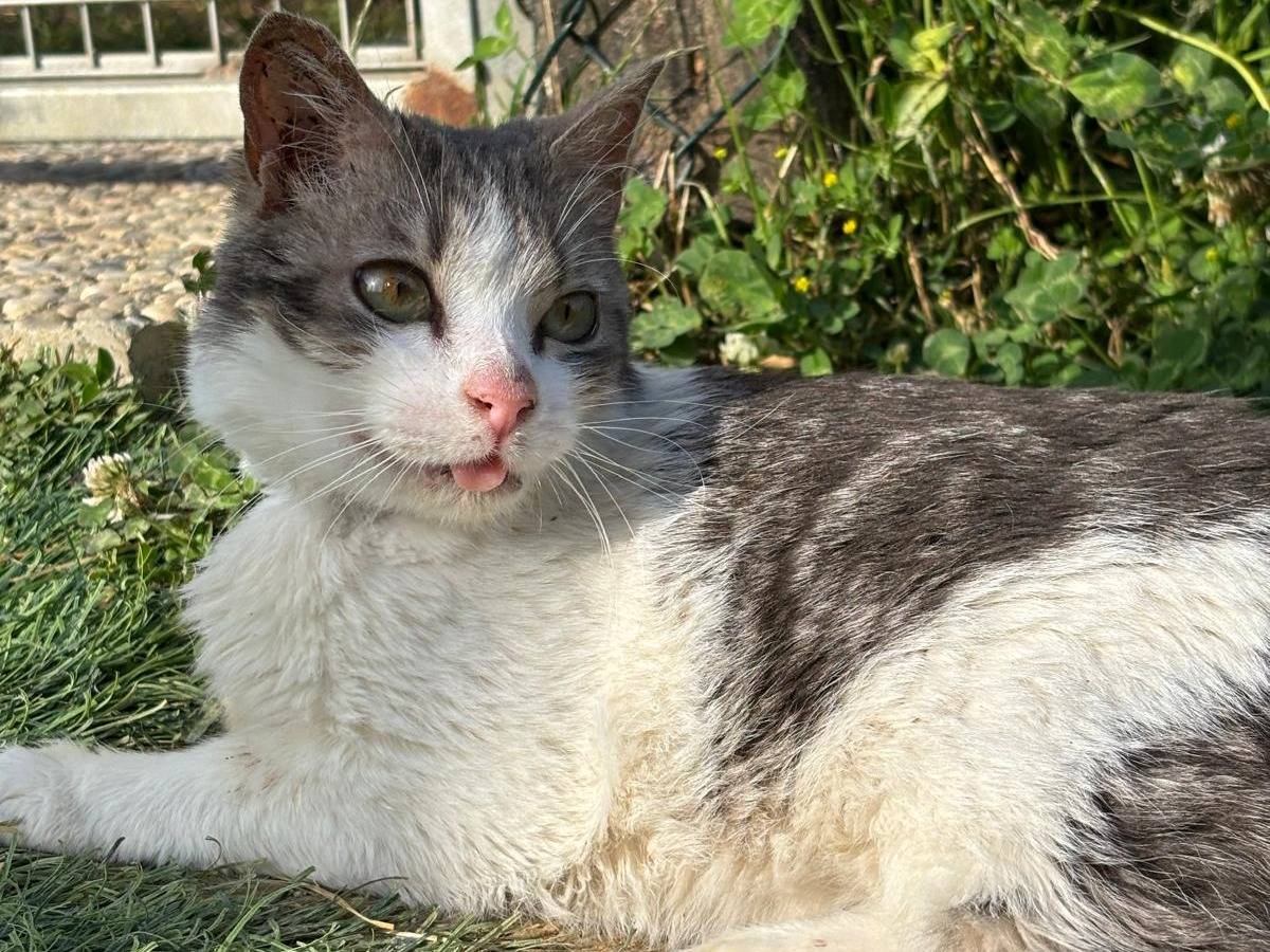 Adozione gatto, maschio, Razza sconosciuta Razza sconosciuta, 2 anni e 4 mesi, taglia non valida, Pisa