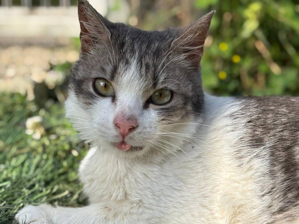 Adotta un gatto, maschio, 2 anni e 4 mesi, Pisa