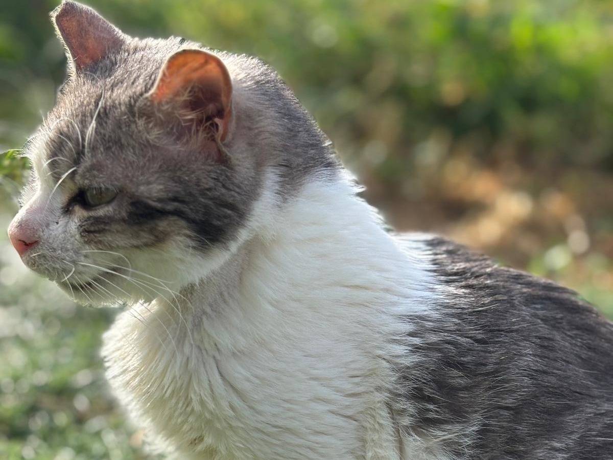 Vuoi adottare un gatto a Pisa?