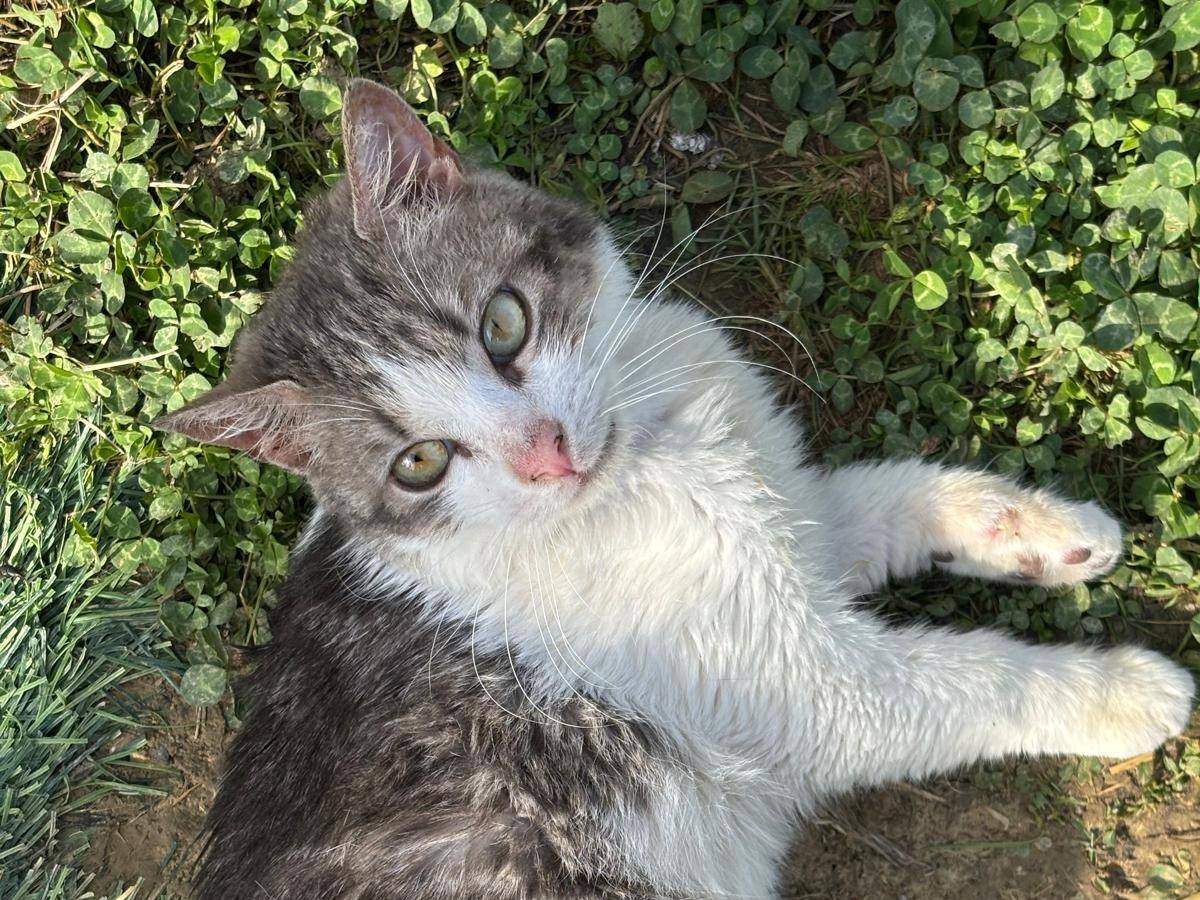 Adotta il gatto Pierino  a Pisa