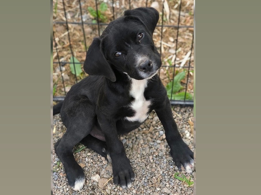 Adozione cane, maschio, Razza sconosciuta Razza sconosciuta, 4 mesi, taglia media, Cosenza
