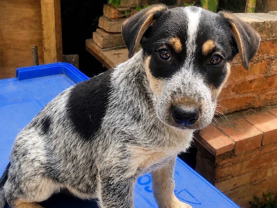 Adozione cane, maschio, Razza sconosciuta Razza sconosciuta, 3 mesi, taglia media, Cosenza