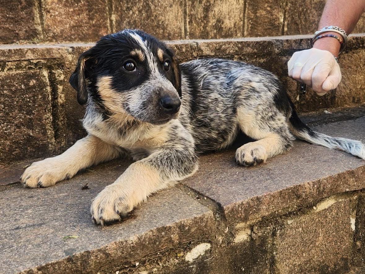 Adotta un cane, maschio, 3 mesi, Cosenza