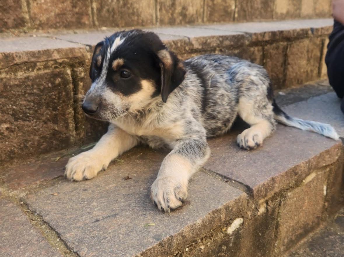 Adotta un cane, taglia media, maschio, Cosenza