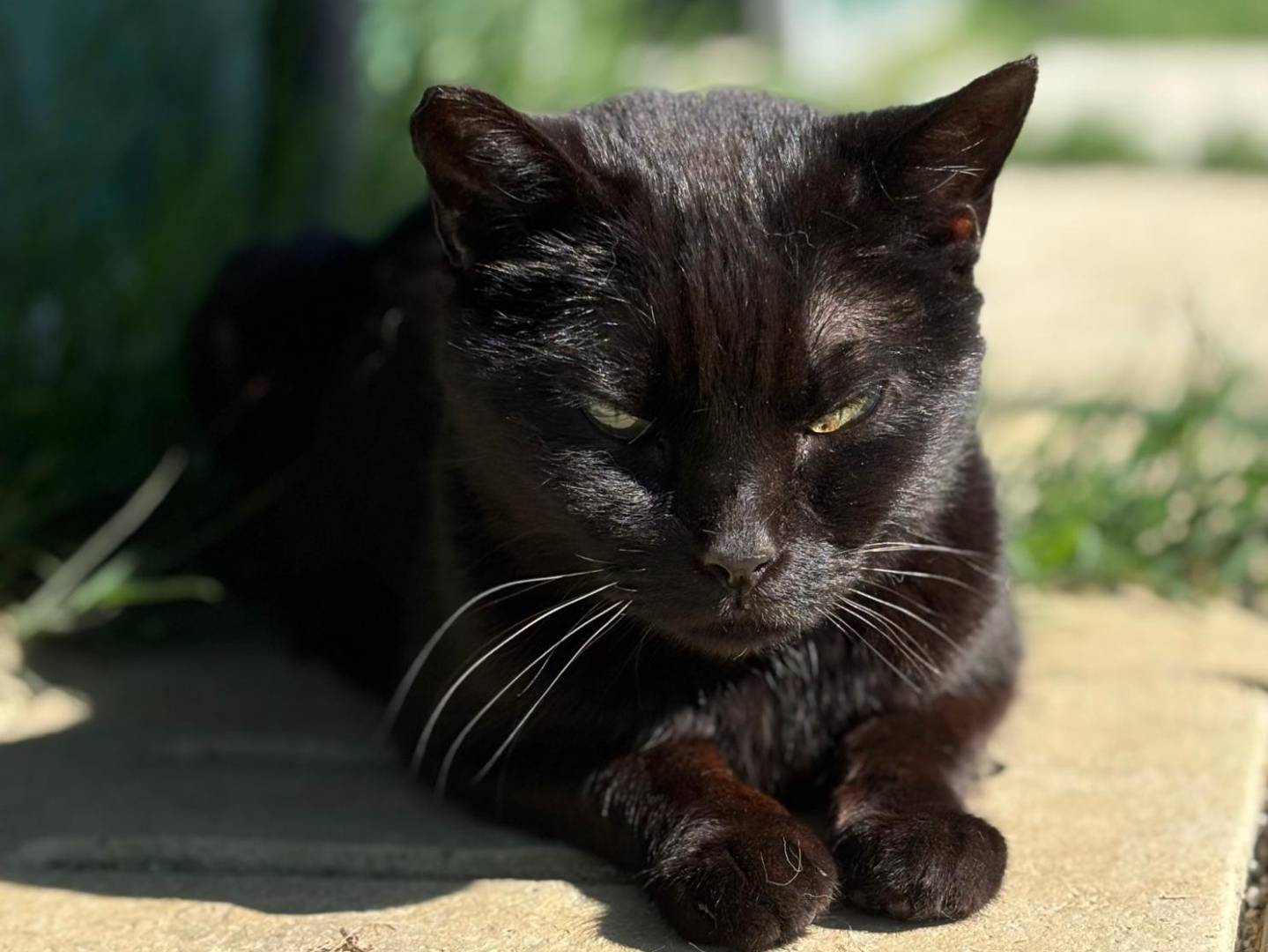Adotta un gatto, femmina, 3 anni e 4 mesi, Pisa