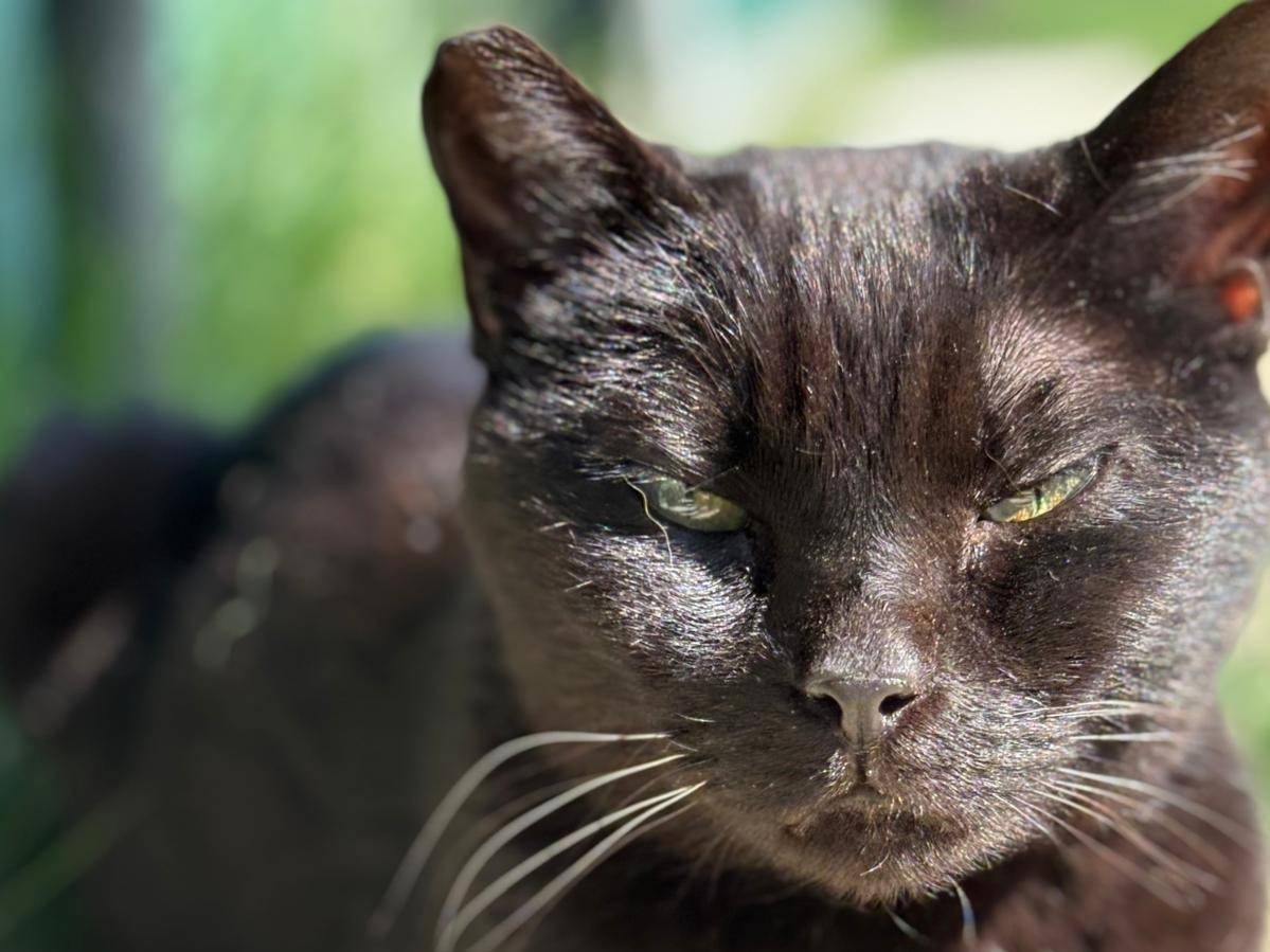 Adozione gatto, femmina, Razza sconosciuta Razza sconosciuta, 3 anni e 4 mesi, taglia non valida, Pisa