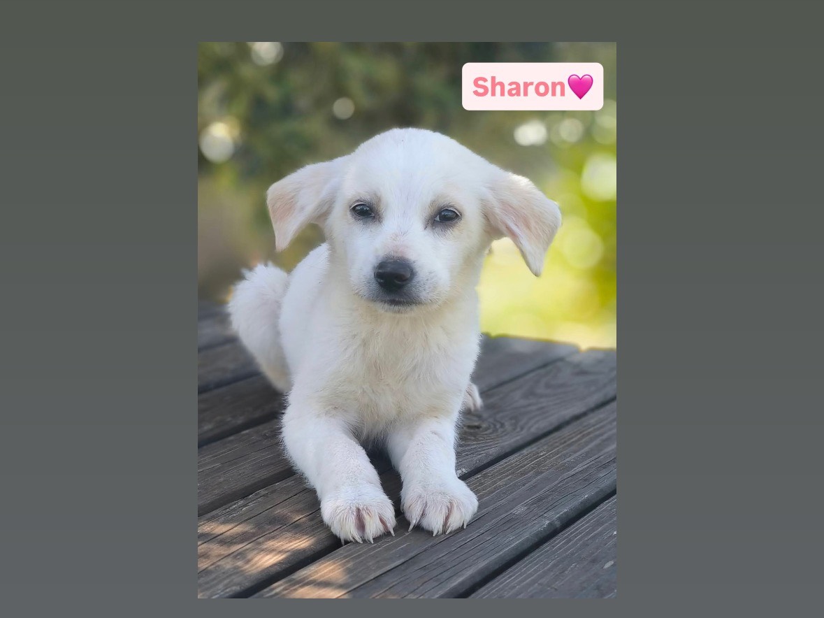 Adotta un cane, femmina, 3 mesi, Cosenza