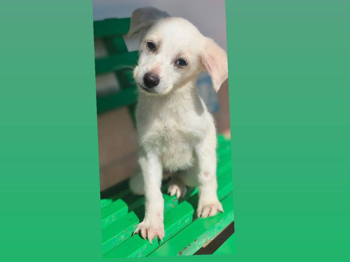 Adozione cane, femmina, Razza sconosciuta Razza sconosciuta, 3 mesi, taglia media contenuta, Cosenza