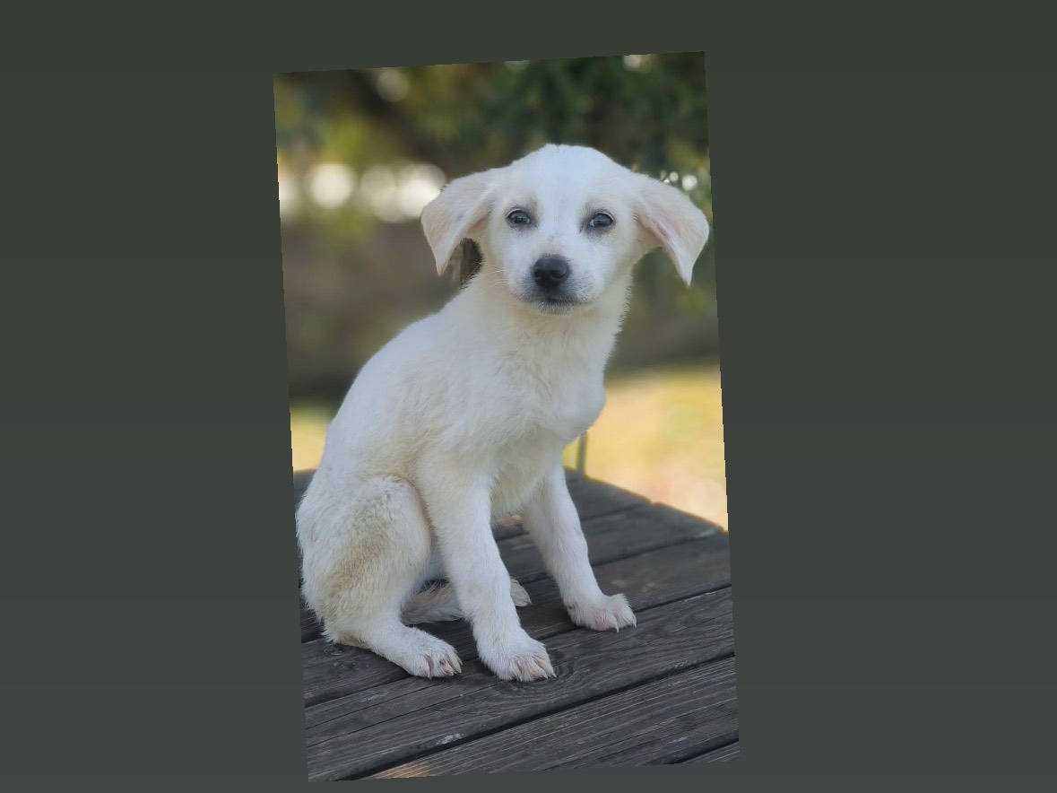 Adotta un cane, taglia media contenuta, femmina, Cosenza