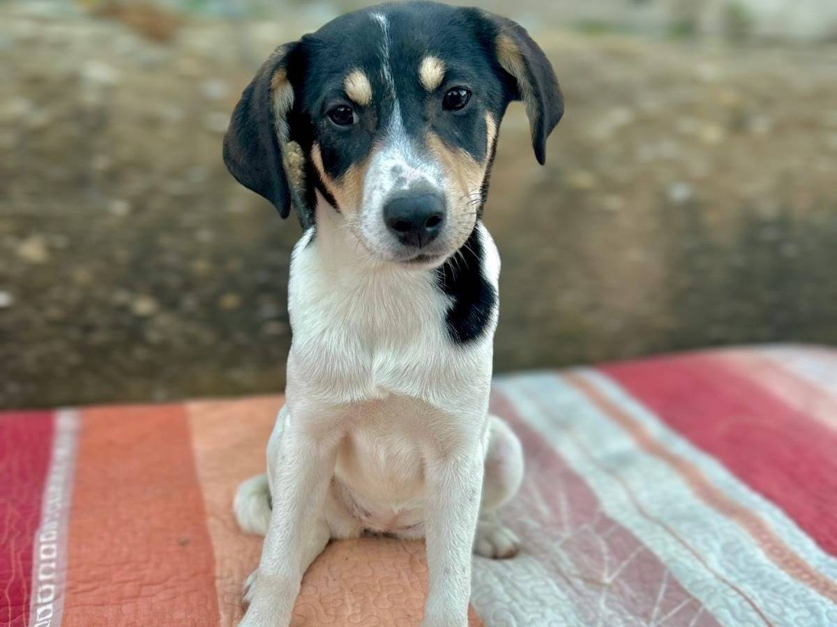 Adozione cane, femmina, Razza sconosciuta Razza sconosciuta, 4 mesi, taglia media contenuta, Milano