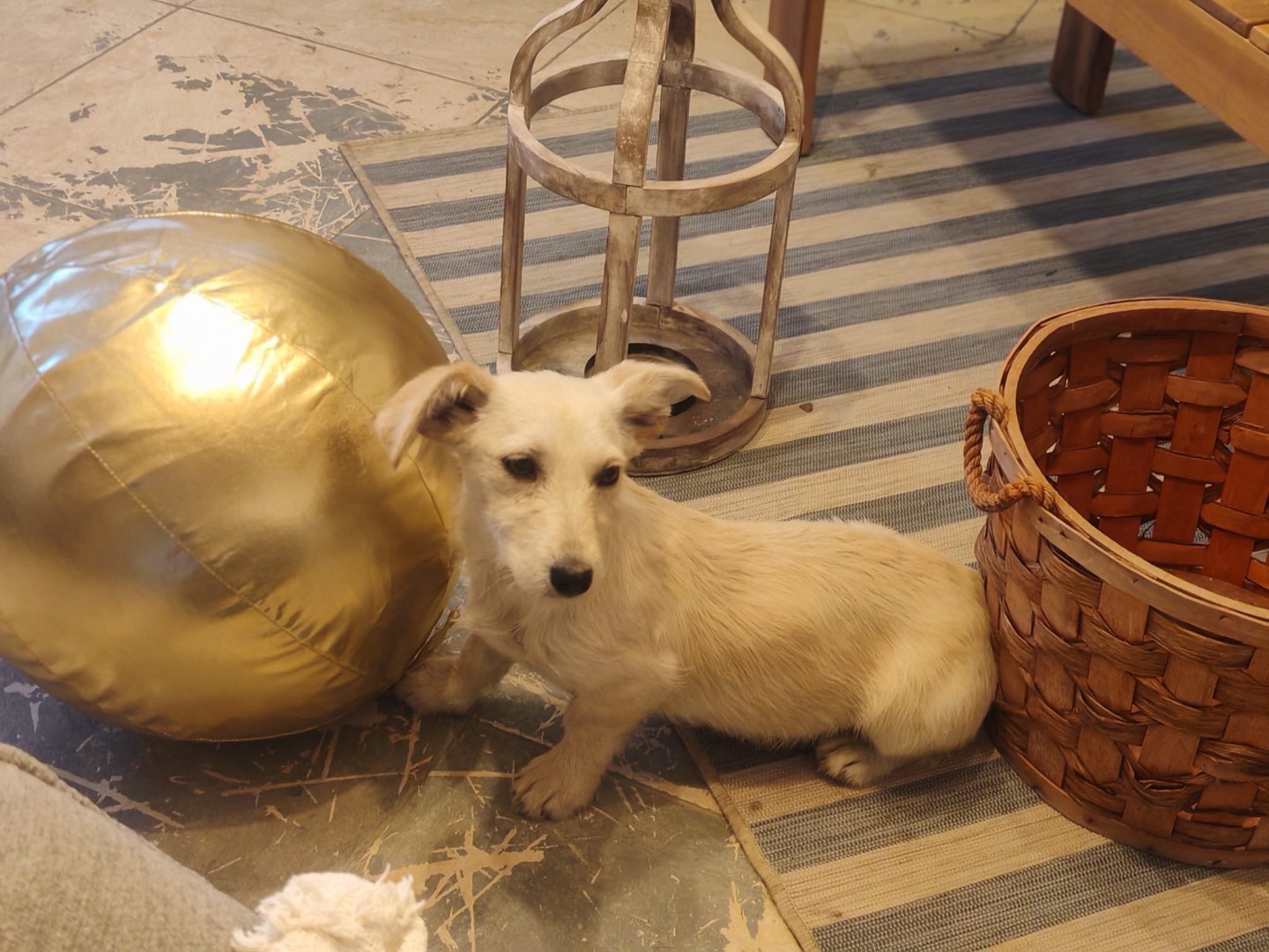 Adotta un cane, femmina, 6 mesi, Cosenza