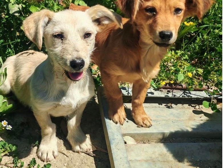 Adotta un cane, taglia piccola, femmina, Cosenza