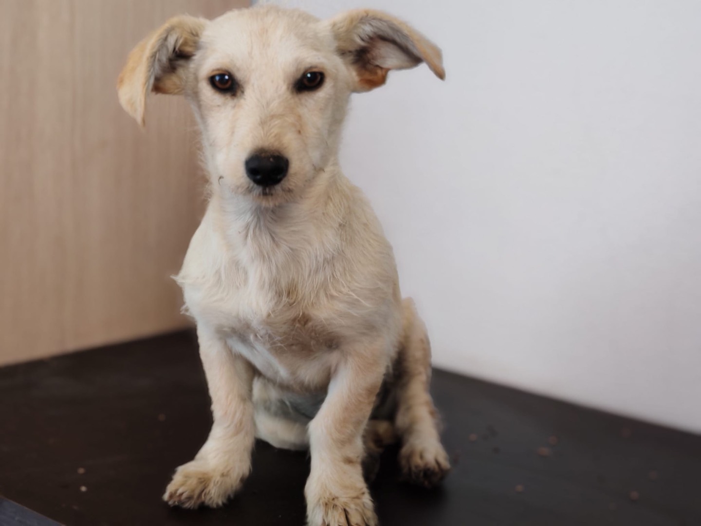 Adozione cane, femmina, Razza sconosciuta Razza sconosciuta, 6 mesi, taglia piccola, Cosenza