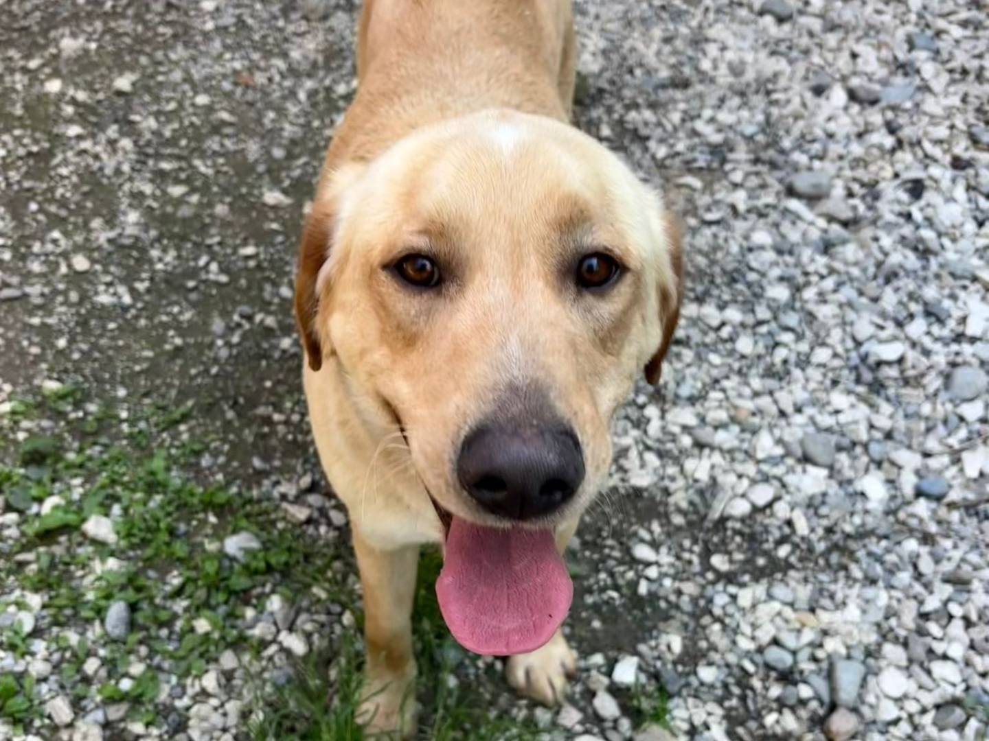Adozione cane, maschio, Labrador Retriever Razza sconosciuta, 2 anni e 4 mesi, taglia media, Brescia