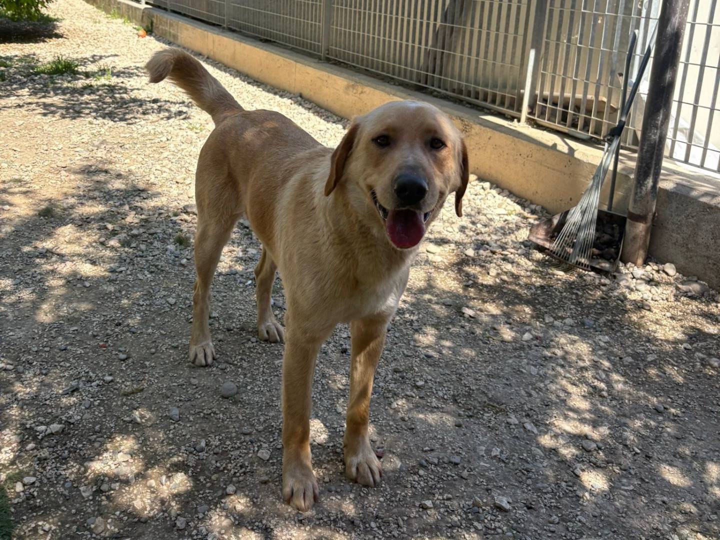 Adotta un cane, maschio, 2 anni e 4 mesi, Brescia