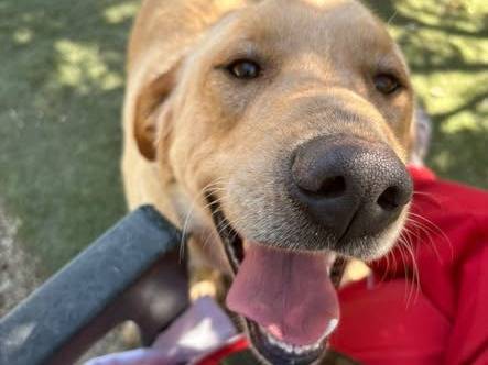 Adotta un cane, taglia media, maschio, Brescia