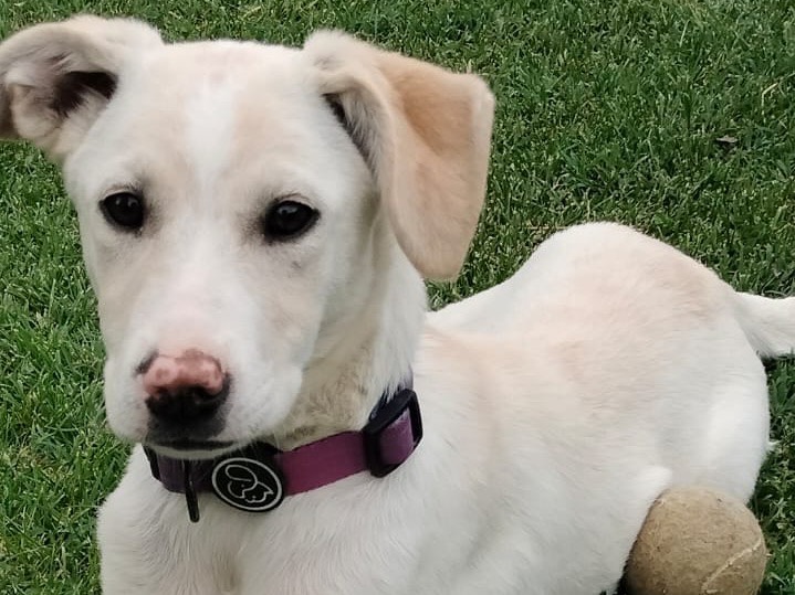 Adozione cane, femmina, Razza sconosciuta Razza sconosciuta, 5 mesi, taglia media, Parma