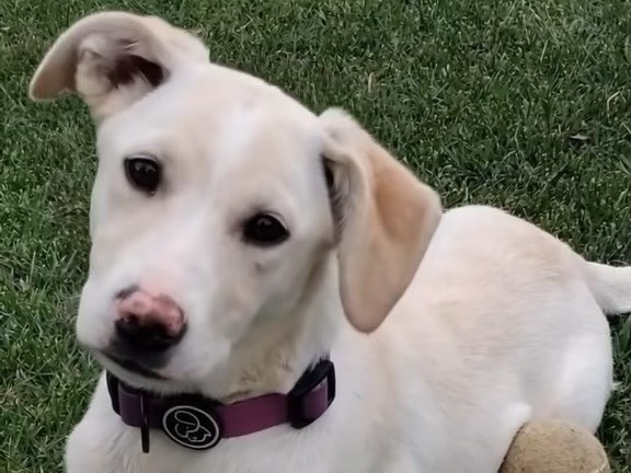 Adotta un cane, femmina, 5 mesi, Parma
