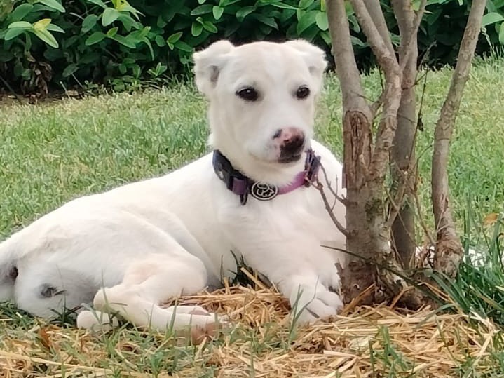 Adotta un cane, taglia media, femmina, Parma