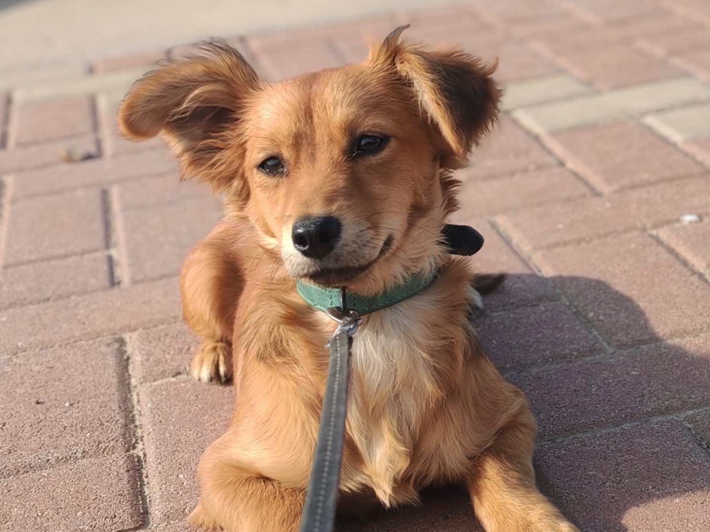 Vuoi adottare un cane a Cosenza?